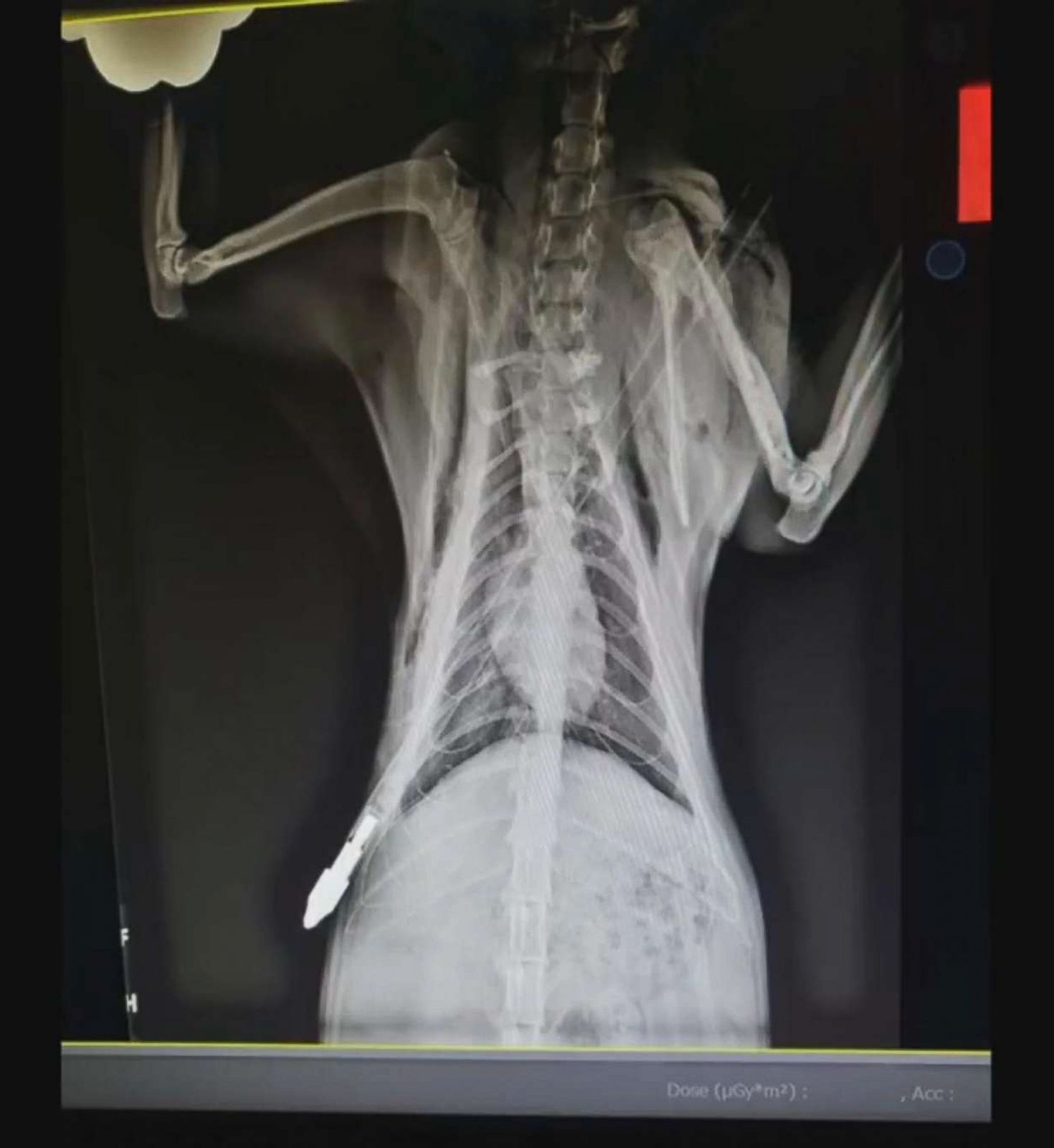 X-rays, skewers, dogs and cats