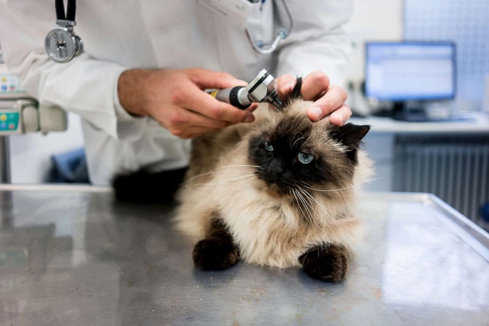 PHOTO: A cat gets a checkup.