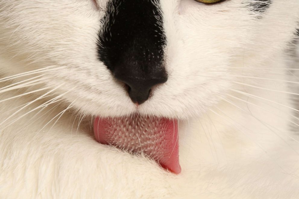 PHOTO: A domestic cat grooms its fur, Nov. 19, 2018.