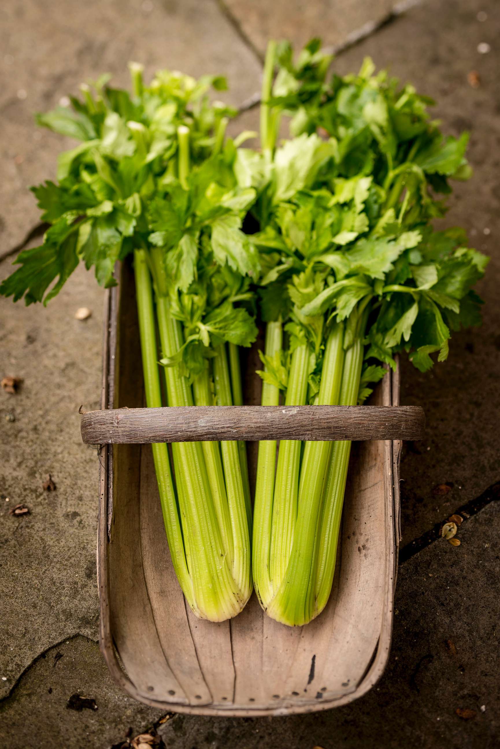 PHOTO: Fresh celery is pictured in this undated stock photo.