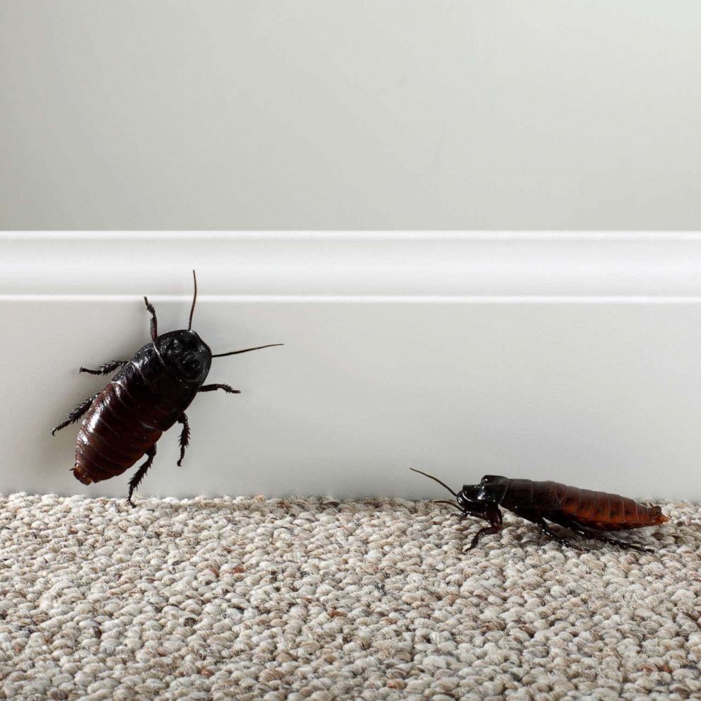 10 Ways To Keep Cockroaches Out Of Your Home