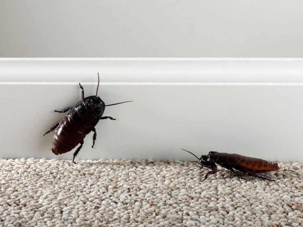 Control Cockroaches In and Around Your Home