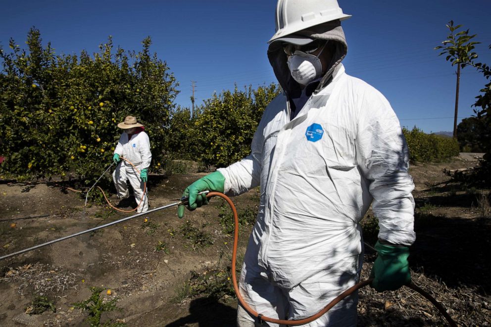 PHOTO: Agricultural laborers spray against insects and weeds inside the orchards of a fruit farm in Mesa, Calif., March 27, 2020.