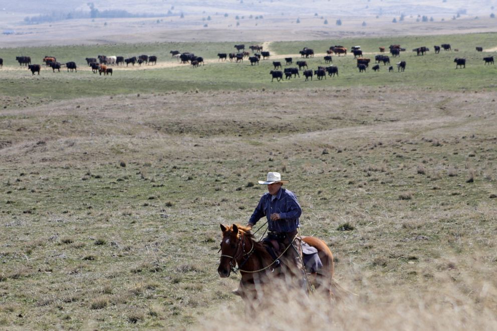 PHOTO: Cattle rancher Joe Whitesell rides his horse in a field near Dufur, Oregon, as he helps a friend herd cattle, March 20, 2020.