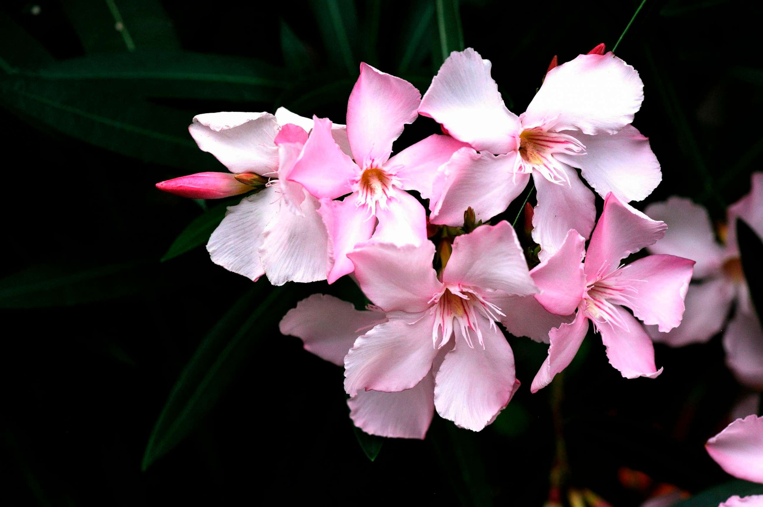 PHOTO: Flowers bloom on an Oleander plant in Bayern, Germany, July 04, 2015.