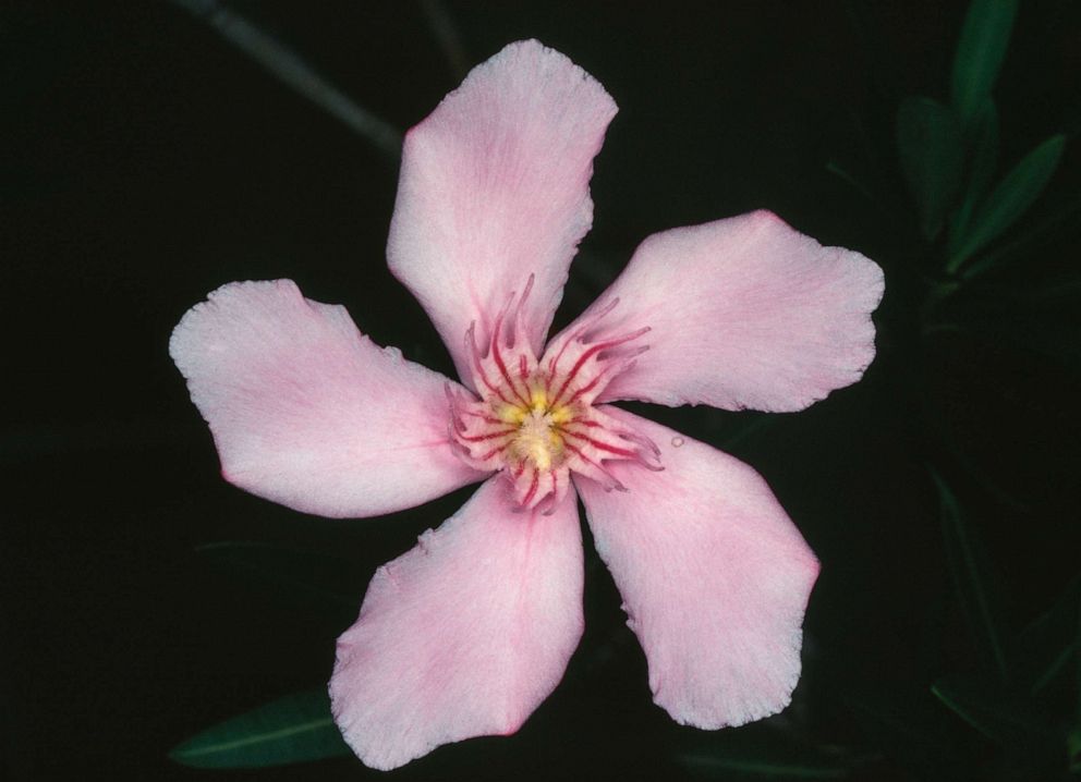 PHOTO: An Olenader flower is pictured in a photo taken April 22, 2018.