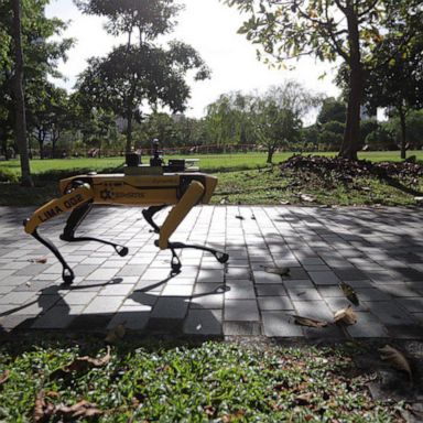 A Boston Dynamics robot is roving a park in Singapore dropping not so subtle reminders to follow the rules during this pandemic.