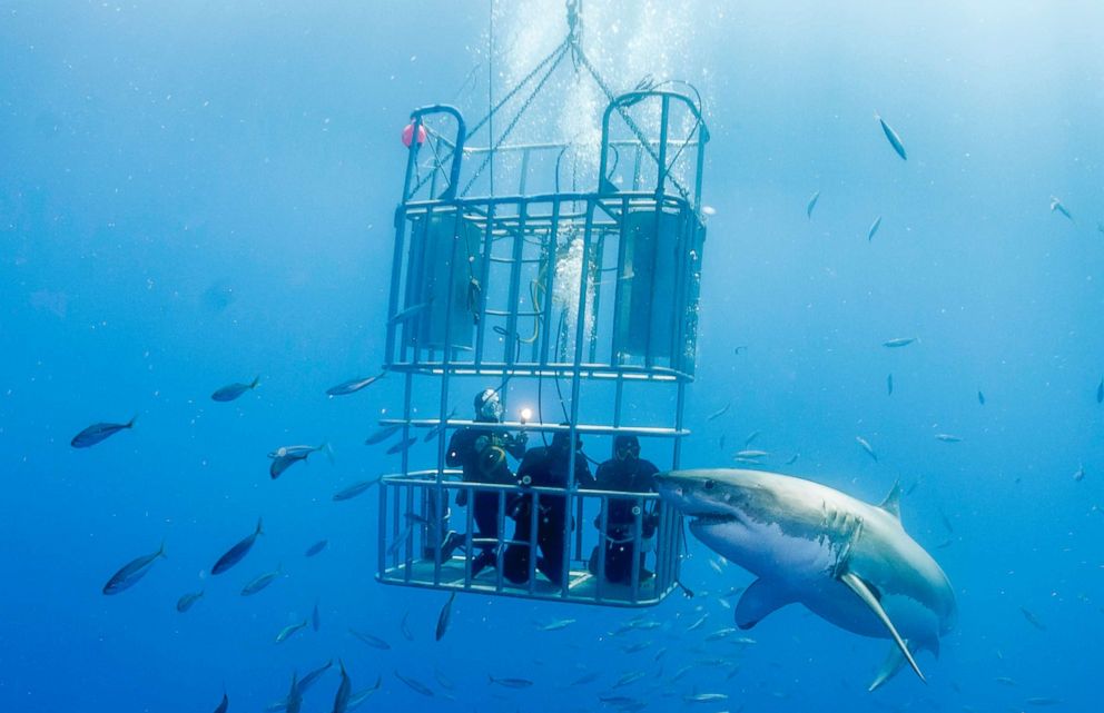 PHOTO: A shark swims by a cage with divers in Guadalupe Island in this undated stock photo.