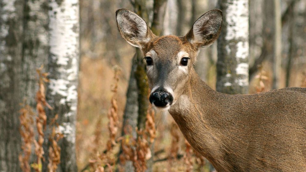 PHOTO: A deer is seen in this stock photo.