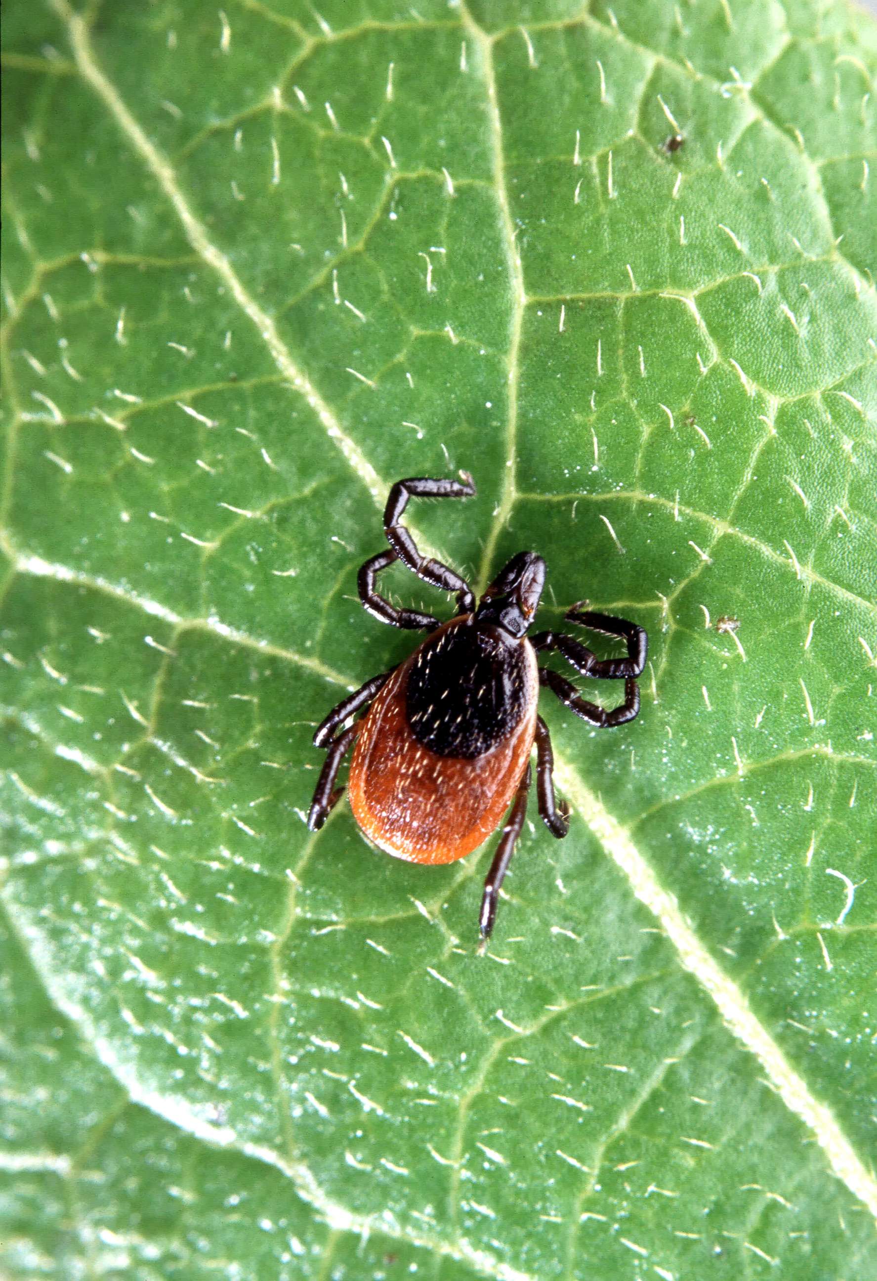 PHOTO: A deer tick is pictured in this undated stock photo.