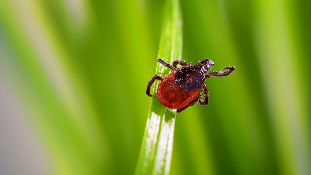 Maine confirms deadly case of rare tick-borne illness