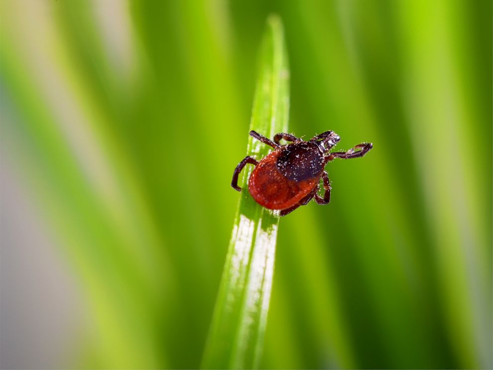 PHOTO: Stock photo of an adult tick on a blade of grass.