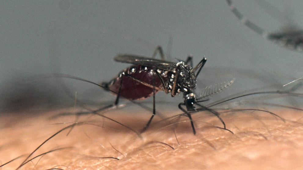 Almost half of the world’s population lives in an area with risk of dengue, according to the CDC.  