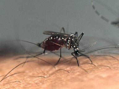 Over 500 dengue fever cases reported in US territory