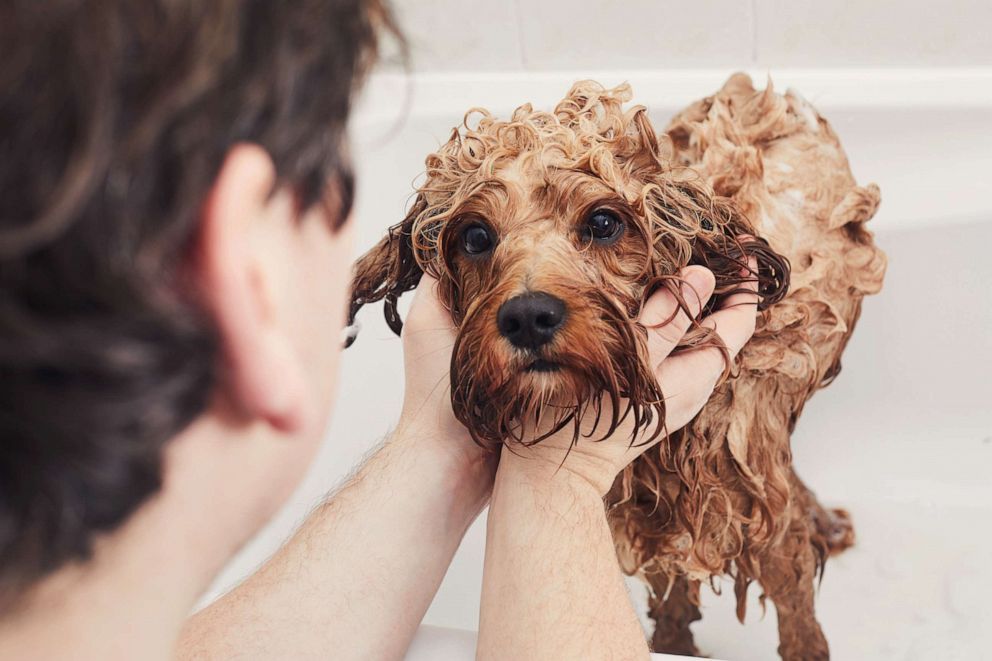 PHOTO: man gives a dog bath.