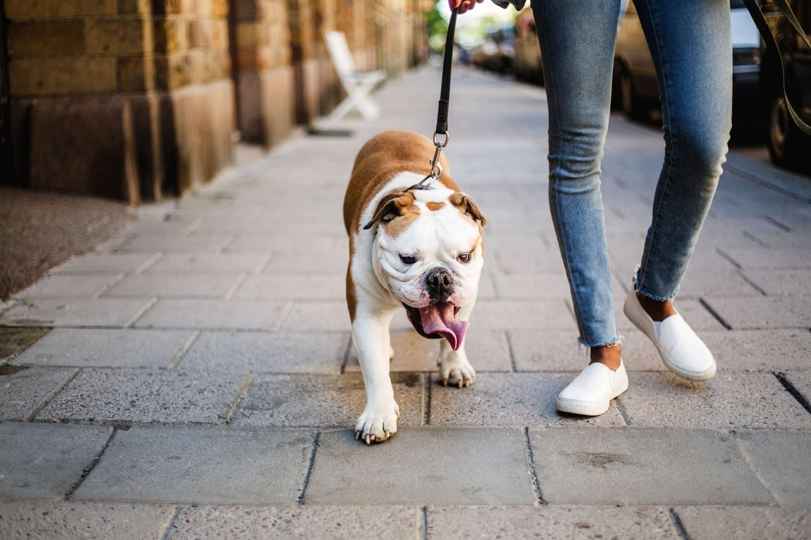 PHOTO: A pet owner walks a bulldog in this stock photo.
