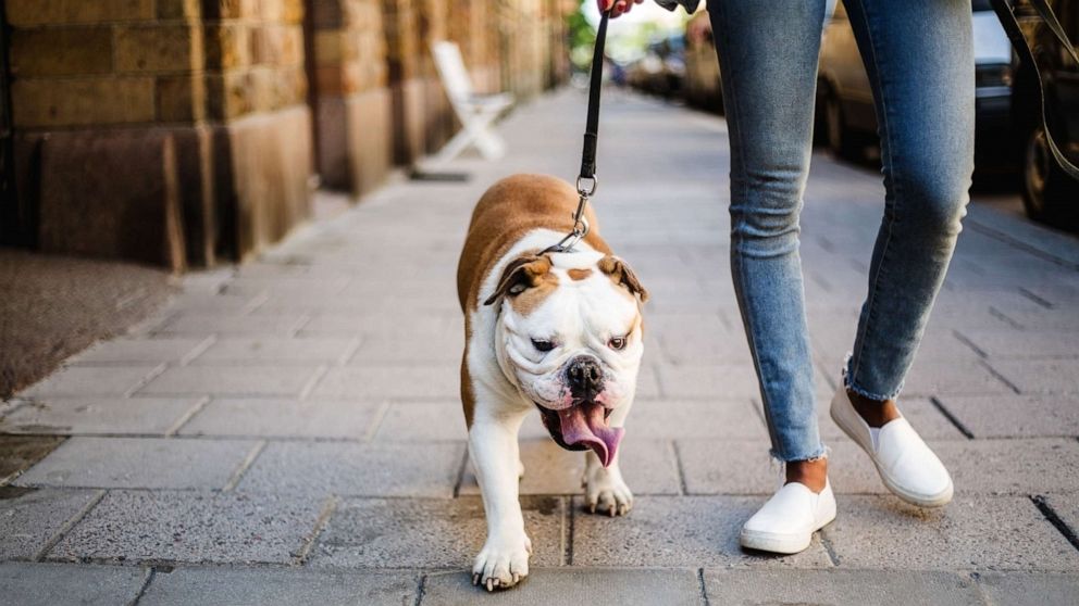 PHOTO: A pet owner walks a bulldog in this stock photo.