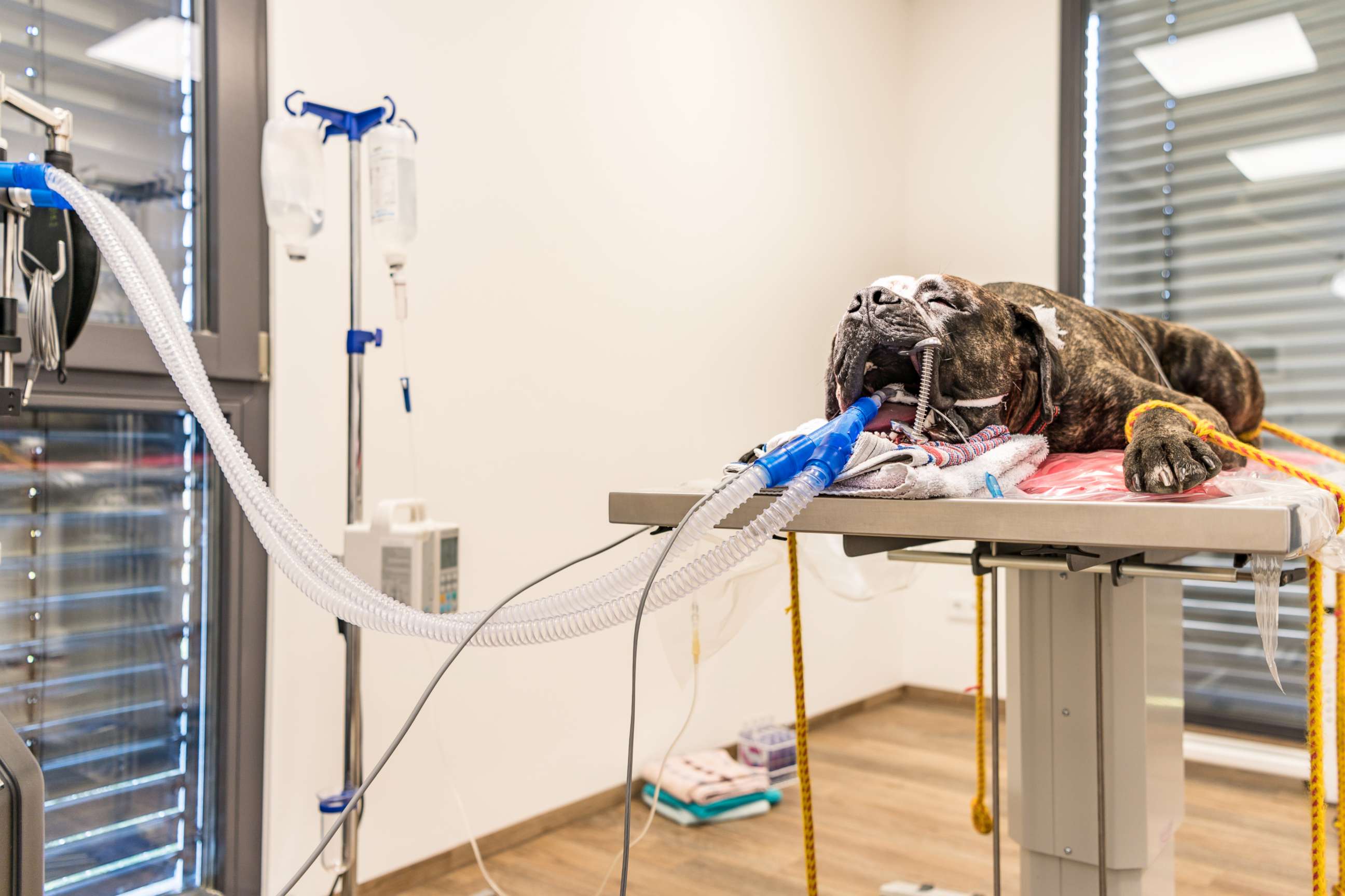 PHOTO: A dog is intubated in surgery room of veterinary clinic in this stock photo.