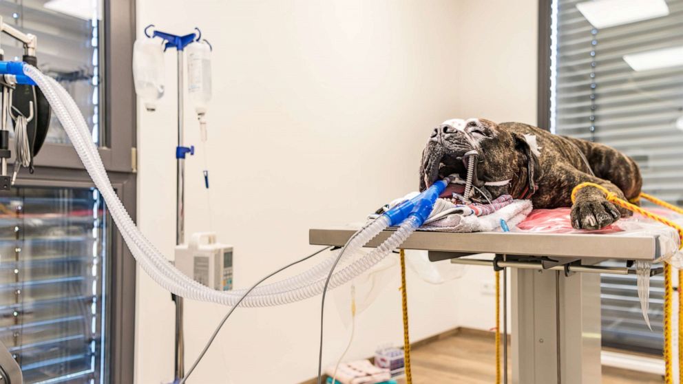 PHOTO: A dog is intubated in surgery room of veterinary clinic in this stock photo.