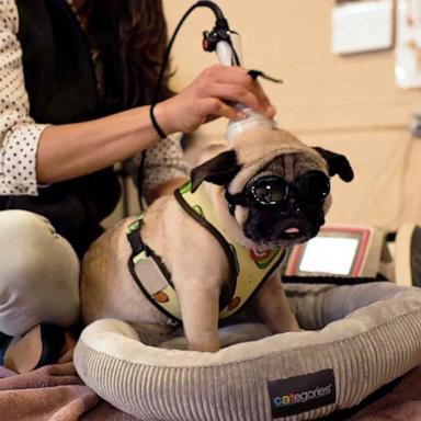 Dog owners are now using holistic treatments to treat their pups, holistic veterinarians and canine researchers told ABC News.