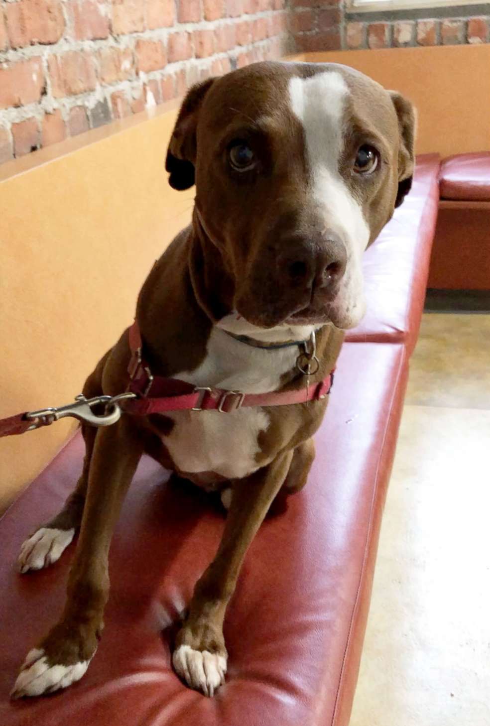 PHOTO: Maizey Klivans attempts to sit up straight while waiting to see the vet after she ate some suspect substances in the park.