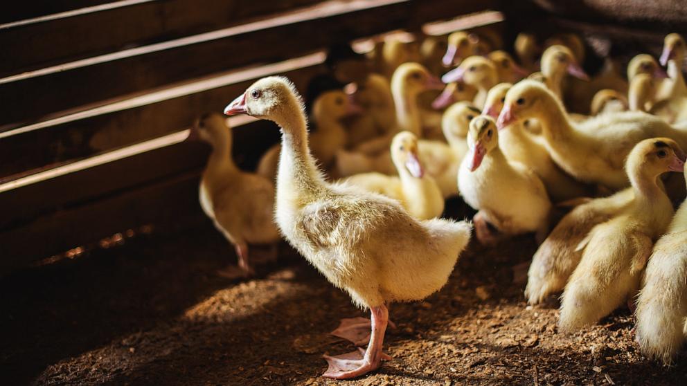 PHOTO: In this undated stock photo, ducks are seen standing in a farm.