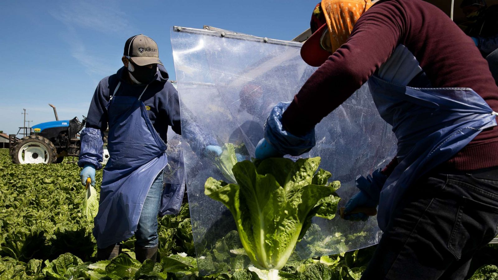 Essential Farmworkers Risk Covid 19 Exposure To Maintain Food Supply Abc News