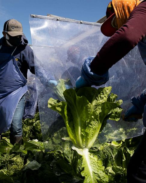 Essential Farmworkers Risk Covid 19 Exposure To Maintain Food Supply Abc News