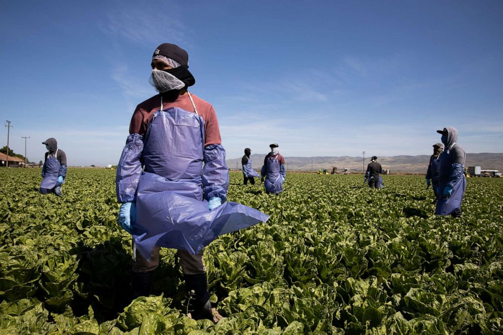 PHOTO: Farm laborers from Fresh Harvest working with an H-2A visa maintain a safe distance as a machine is moved on April 27, 2020 in Greenfield, California.