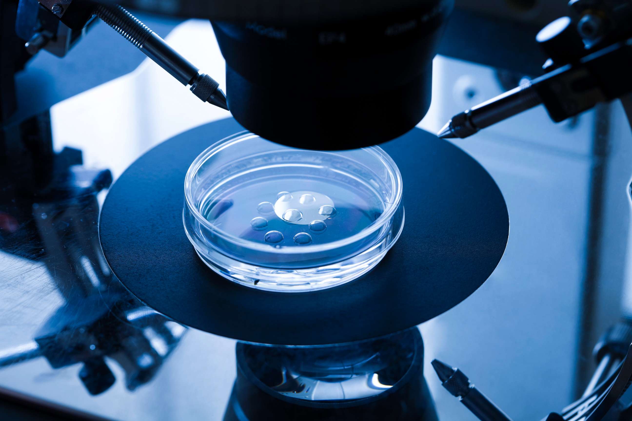 PHOTO: Embryo culture dish used for in vitro fertilization (IVF) is seen here.