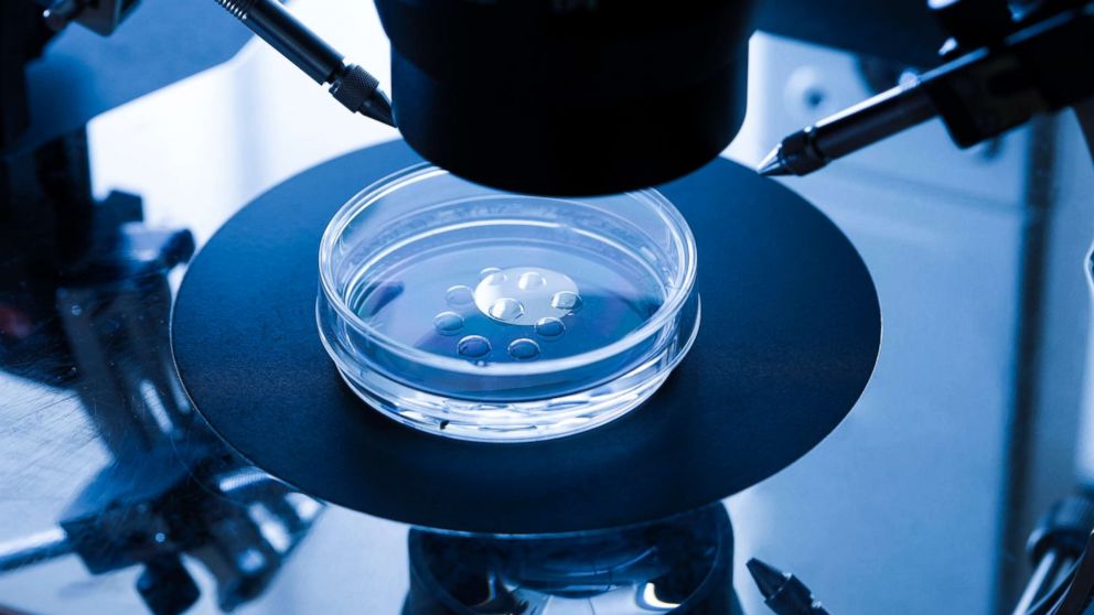 Embryo culture dish used for in vitro fertilization (IVF) is seen here.