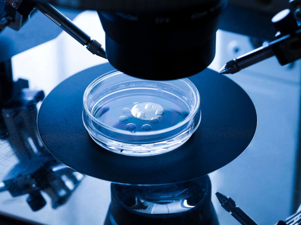 PHOTO: Embryo culture dish used for in vitro fertilization (IVF) is seen here.