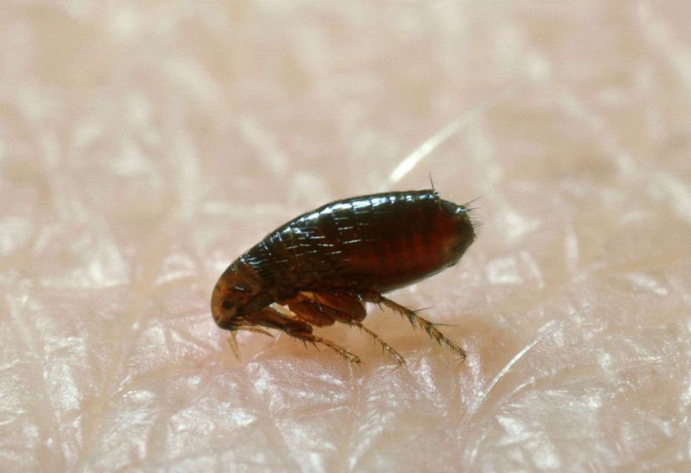 PHOTO: An adult cat flea is pictured in this undated stock photo.
