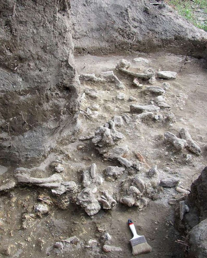 PHOTO: Exposed bone bed from 2010 excavations at Ngandong.
