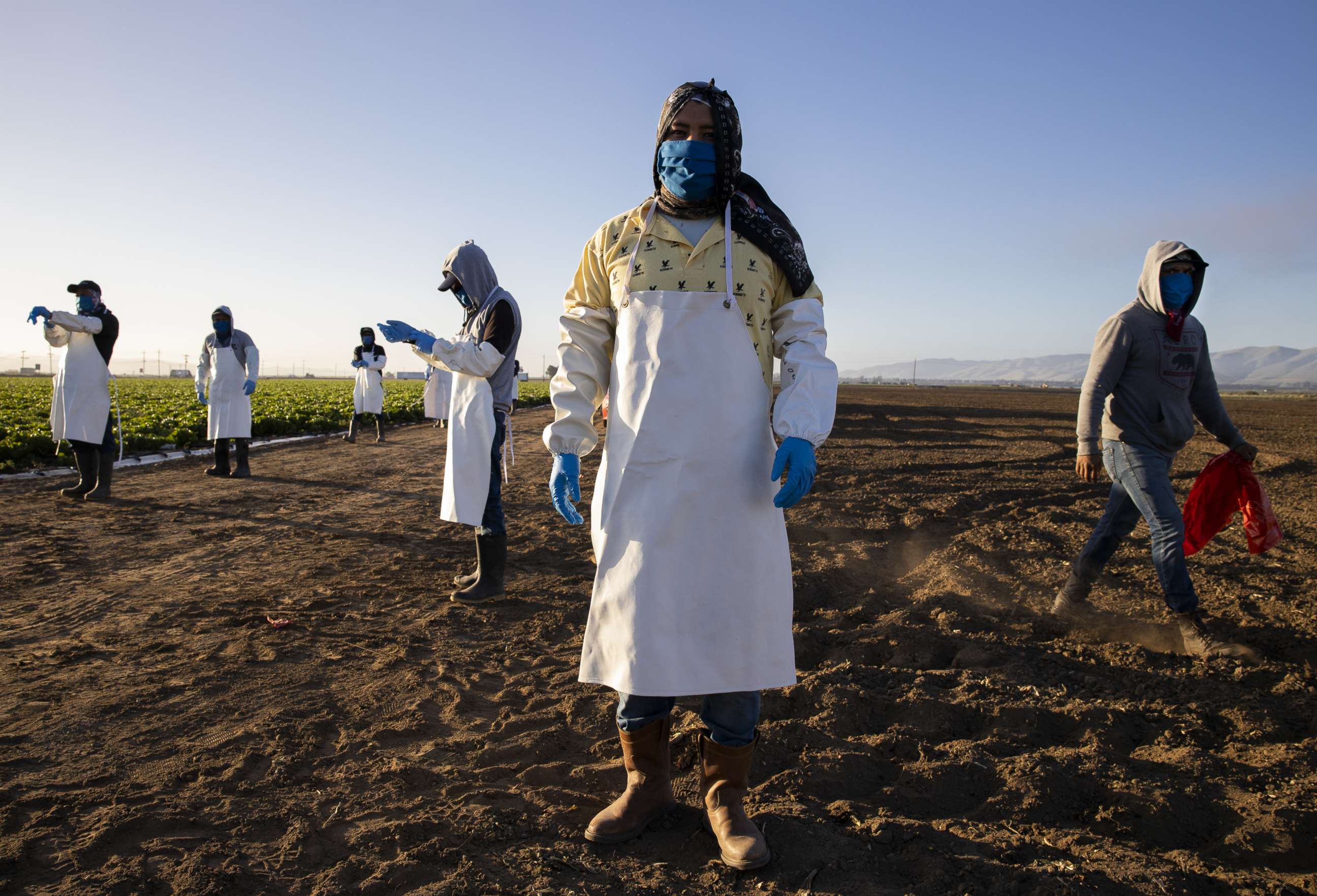 PHOTO: GREENFIELD, CA - APRIL 28: Farm laborers from Fresh Harvest arrive early in the morning to begin harvesting on April 28, 2020 in Greenfield, California. They practice social distancing, and use masks, gloves, hair nets and aprons. 