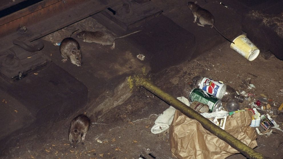 Cluster of rat-related disease discovered in Bronx section of New York ...