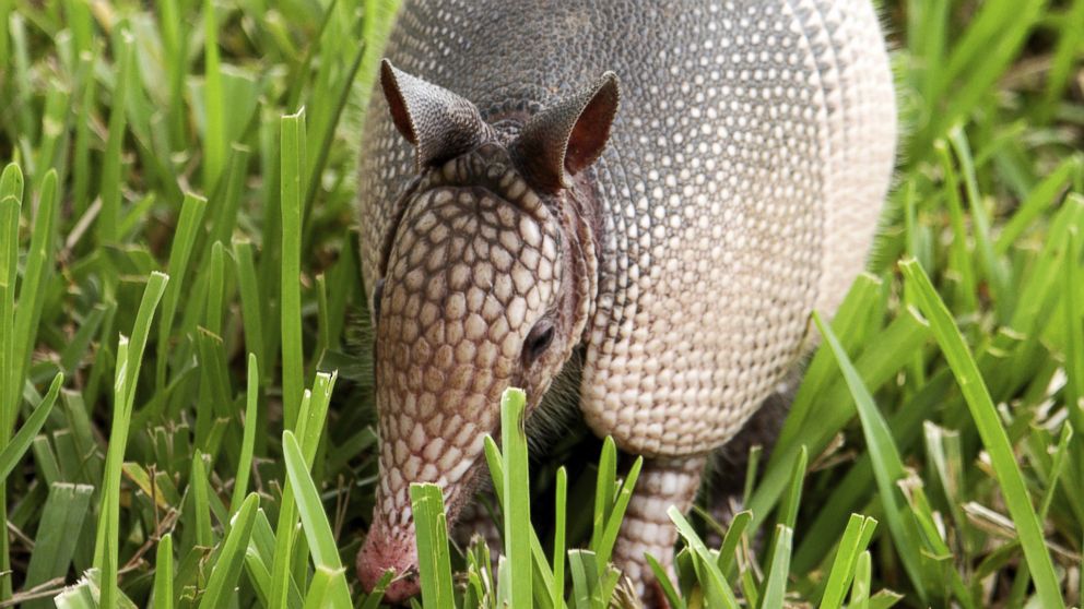 PHOTO: Health departments have connected past leprosy cases to infections from armadillos.