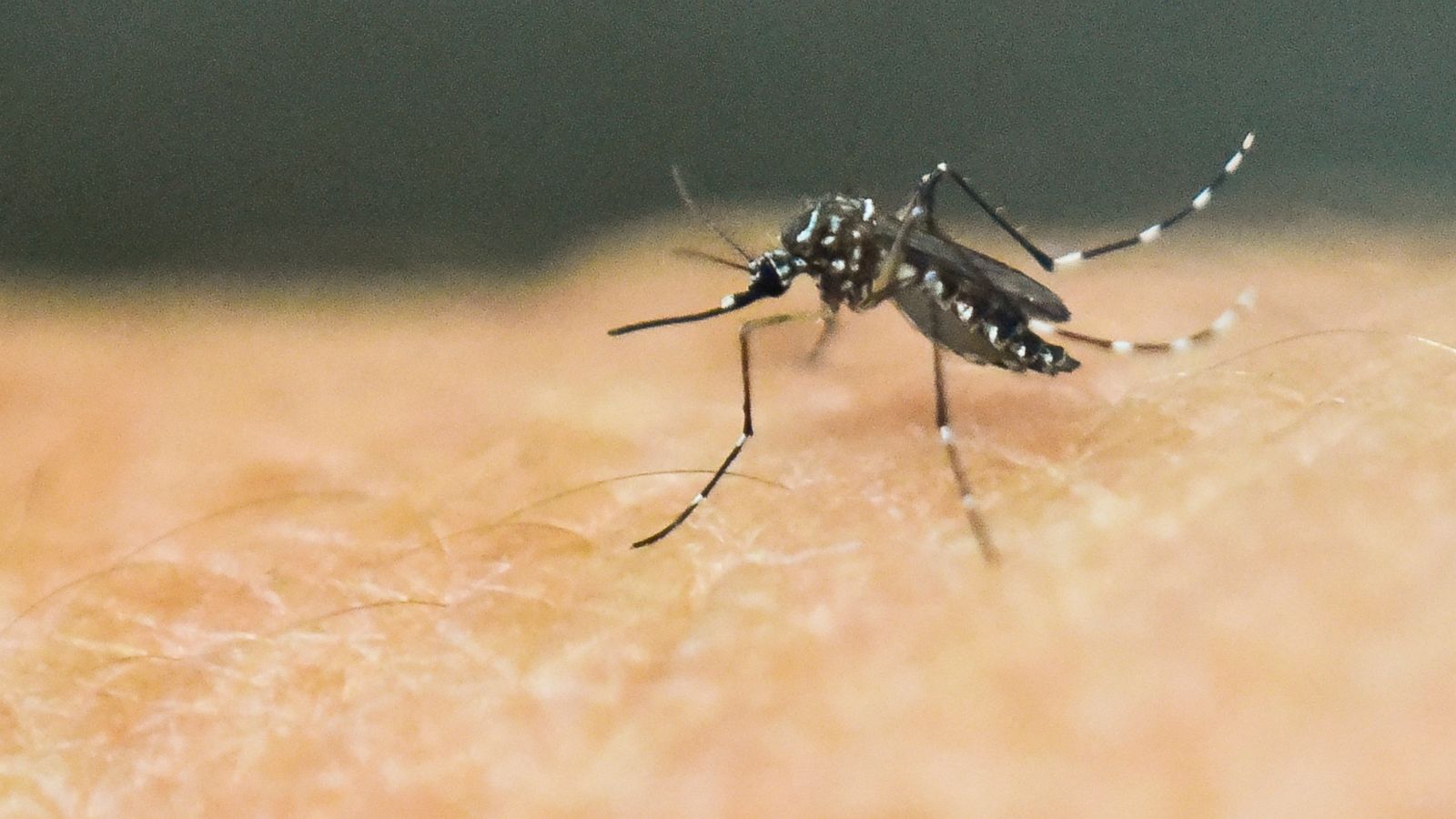 Further Evidence Of Link Between Guillain Barre Paralysis Syndrome And Zika Virus Infection Study Finds Abc News