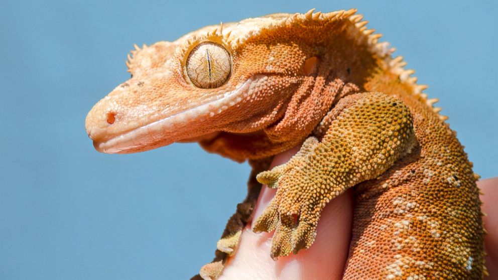 The CDC has announced that a multistate outbreak of Salmonella Muenchen in humans has been linked to contact with pet crested geckos, seen here in an undated stock image.