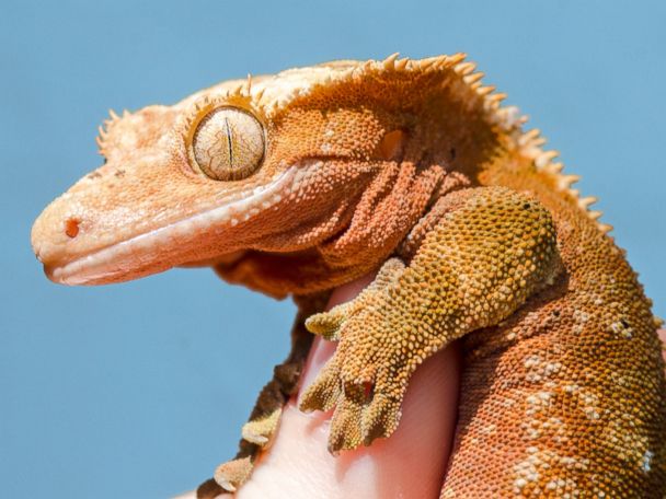 crested gecko toy