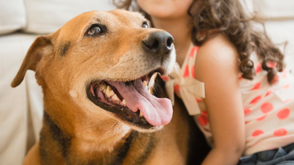 Dogs Do Love Their Owners: 'Love Hormone' Makes Dogs Man's Best Friend