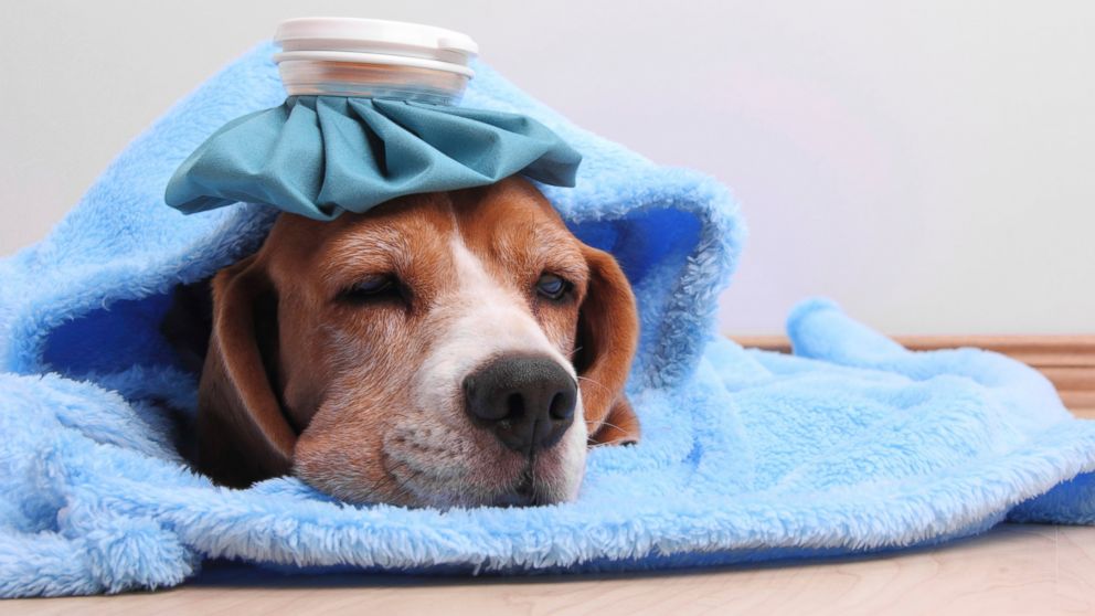 Chicago has seen over 1,000 cases of canine flu in the past few weeks. 