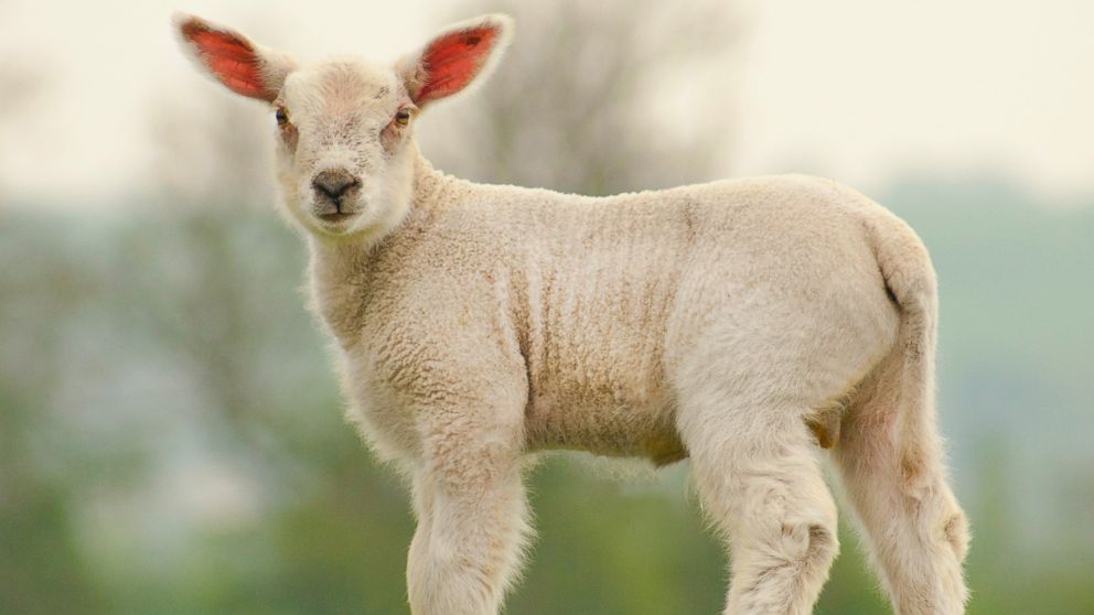 A lamb is pictured in this file photo on a green meadow. 