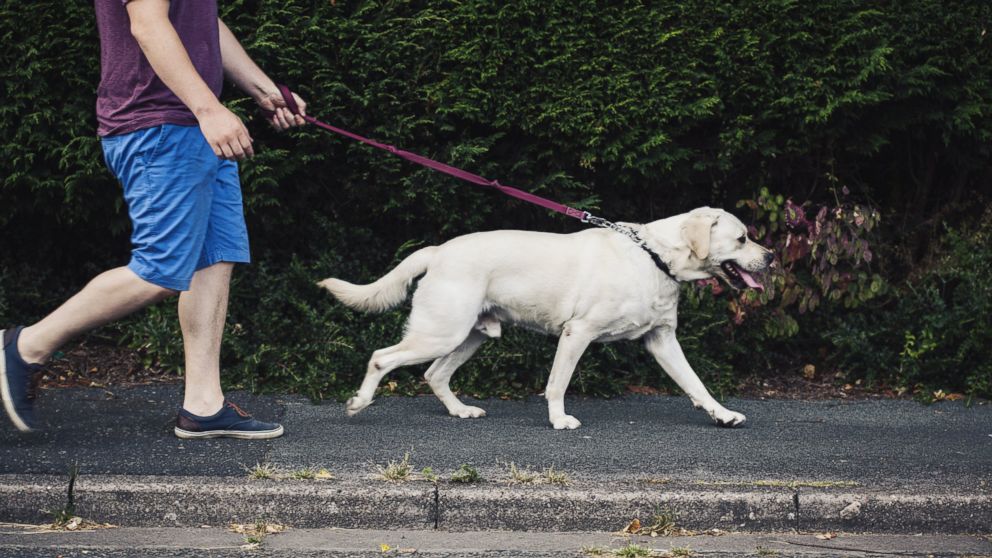 Experts say that most dogs need at least one 30 minute walk every day.