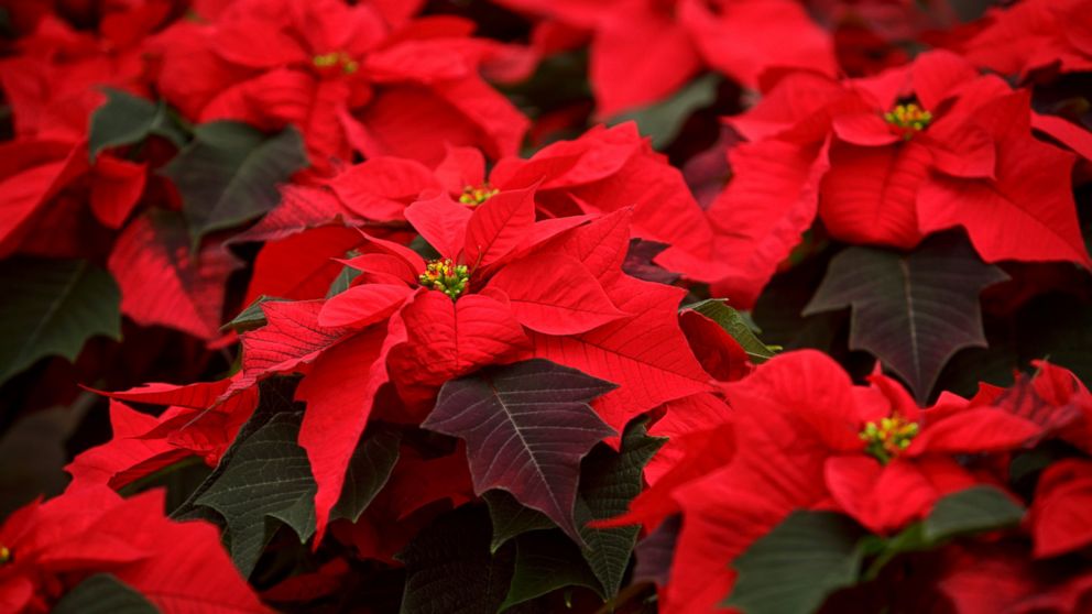 Poinsettias (Christmas Star) stand at the greenhouse of The Silva Tarouca Research Institute for Landscape and Ornamental Gardening in Pruhonice, Czech Republic, Nov. 29, 2013.