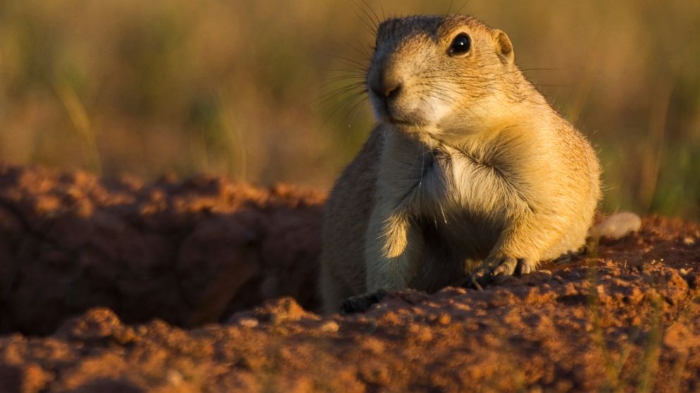 PHOTO: A prairie dog is seen in a stock photo. Plague has been known to affect prairie dogs in the southwest region of the U.S.