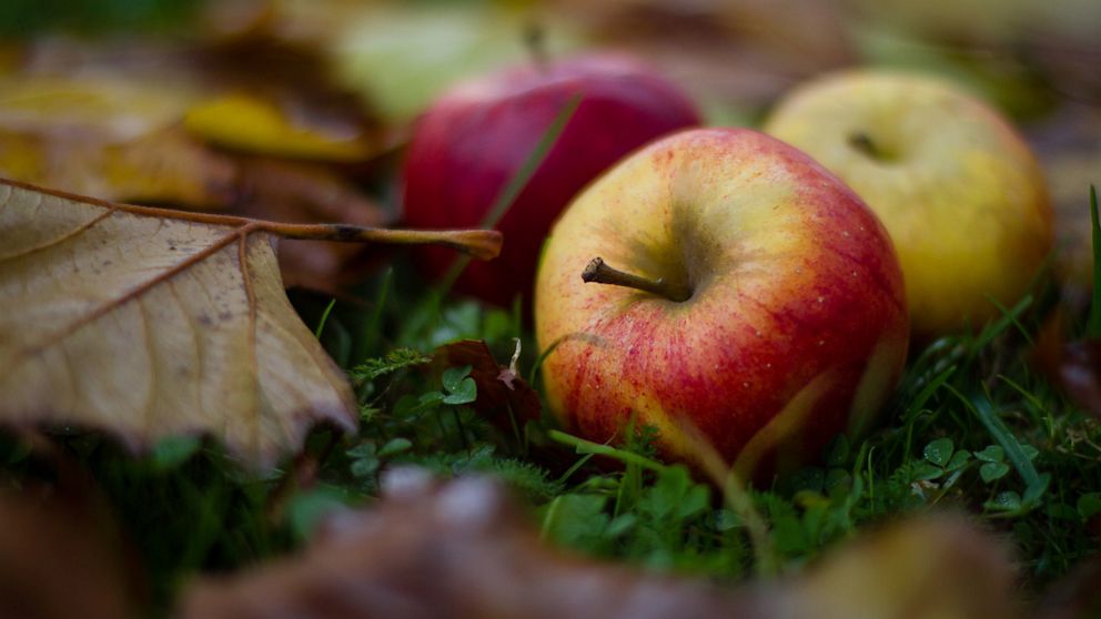 Apples are seen in this undated stock image. European scientists are working to create hypoallergenic apples. 