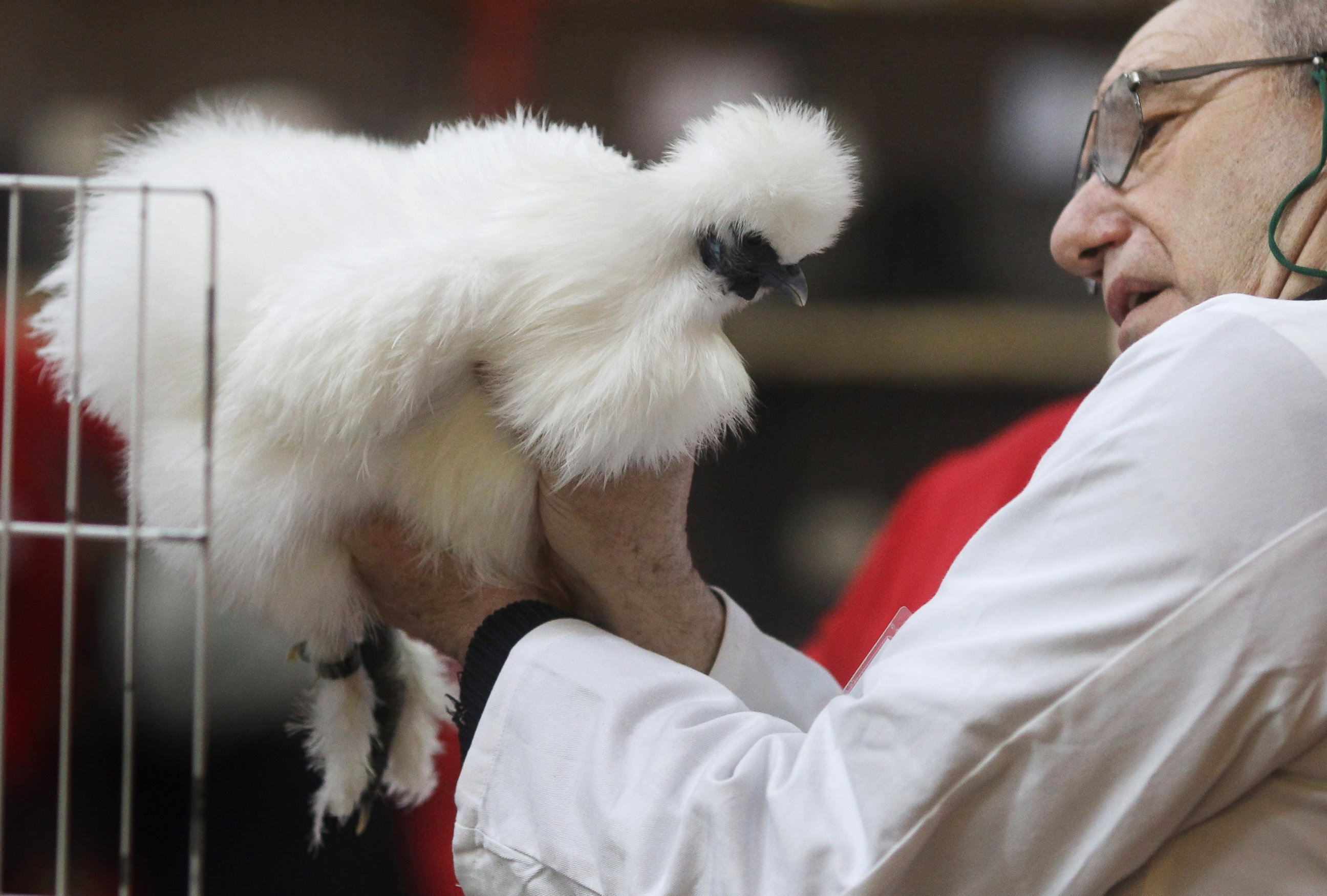 PHOTO: A judge views a White Silkie at the Scottish National Poultry Show in Lanark Market on January 22, 2011 in Lanark, Scotland. 