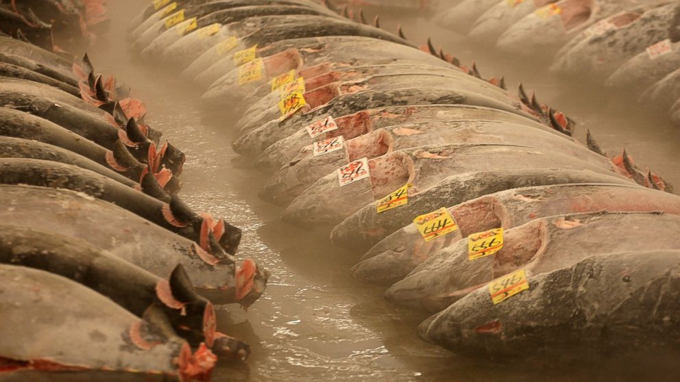 Frozen tuna lie on the ground during the new year's first auction at the Tsukiji fish market on Jan. 5, 2010 in Tokyo.