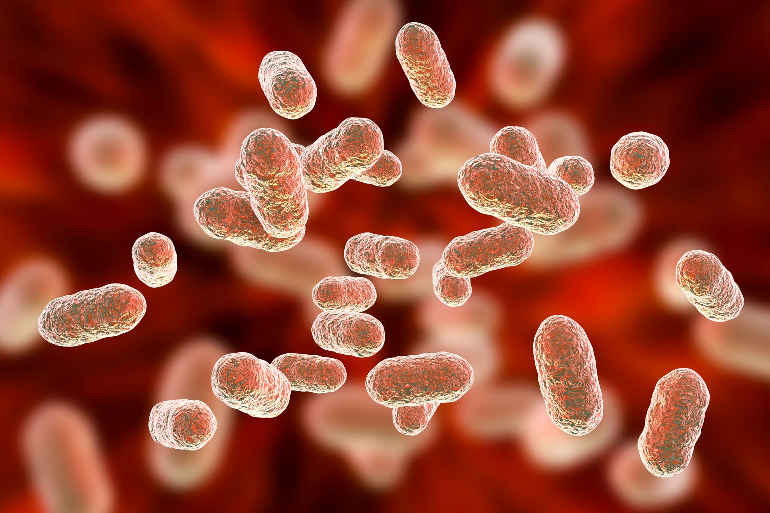 PHOTO: Close-up of bacterium